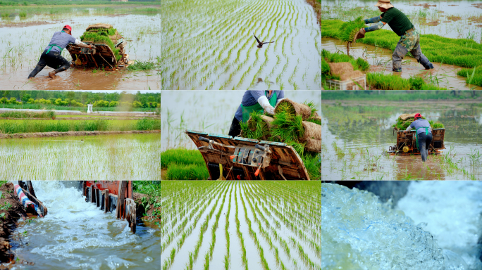 芒种节气水稻插秧农业农田稻田灌溉浇水