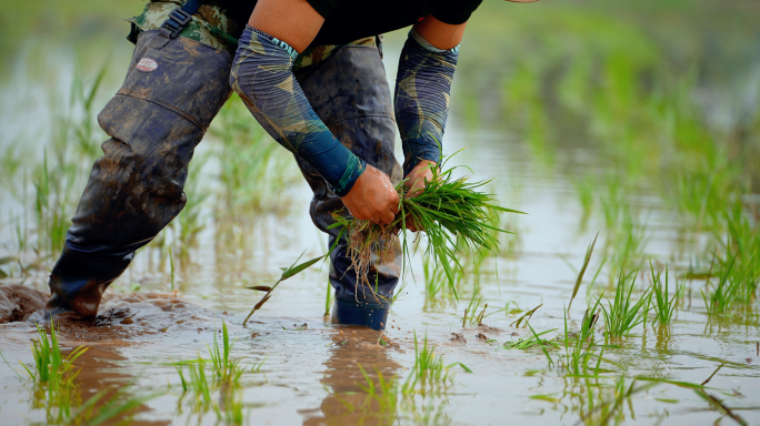 芒种节气水稻插秧农业农田稻田灌溉浇水