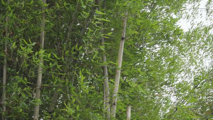 农村大风疯狂狂刮竹林丨4K丨原创实拍