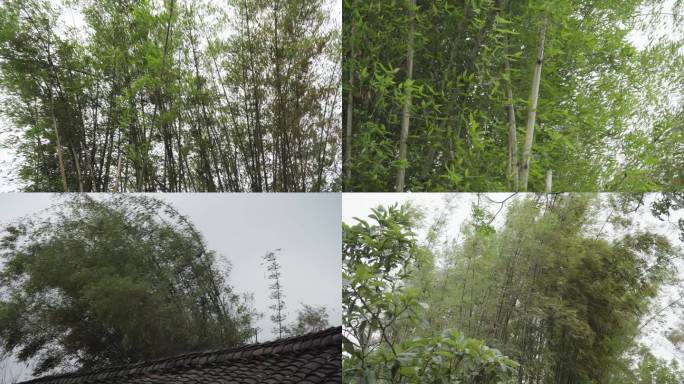 农村大风疯狂狂刮竹林丨4K丨原创实拍