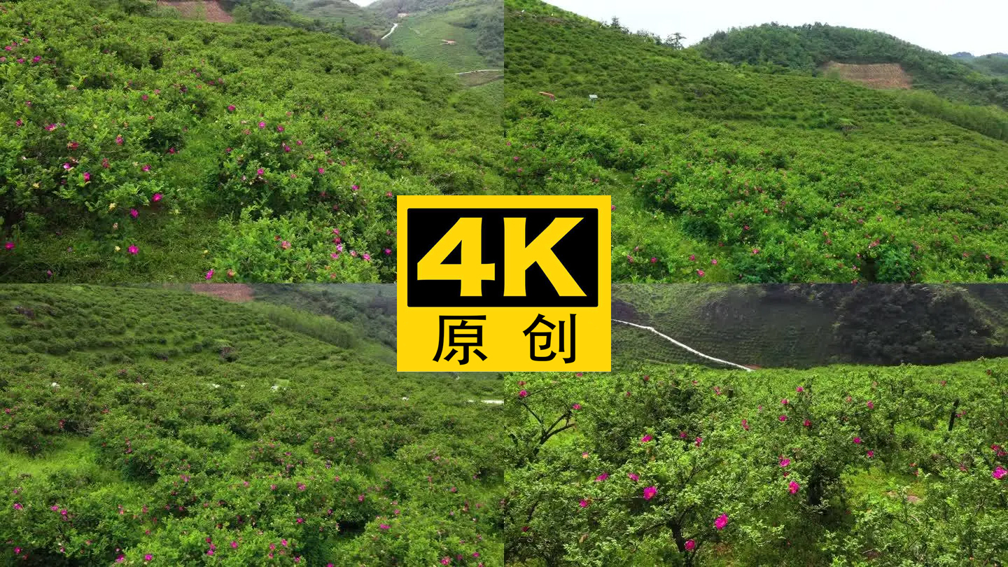 4K 航拍龙里县刺梨沟种植基地7