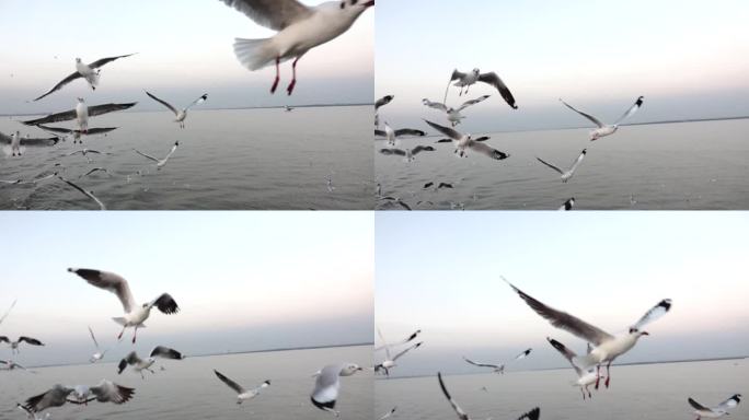海鸥在海面天空飞翔慢速镜头