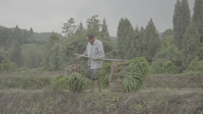 田坎上男人挑担子行走丨Slog3