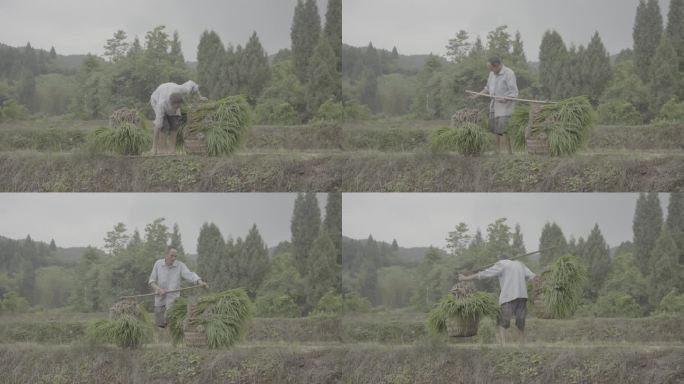 田坎上男人挑担子行走丨Slog3