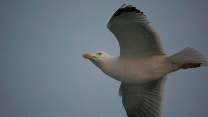 海鸥在海面天空飞翔慢速镜头
