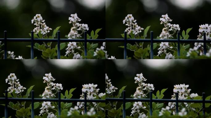 初夏晚风-围栏边盛开的白色蔷薇花