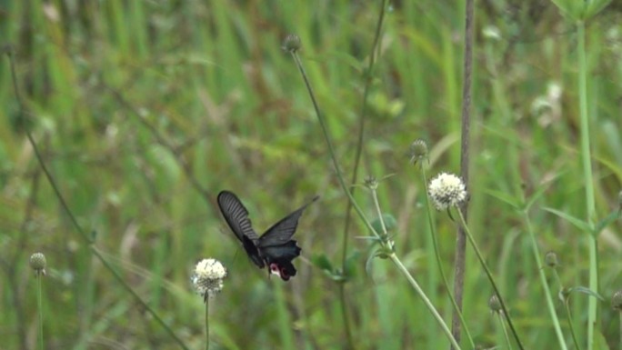 黑色蝴蝶在草丛飞翔扇动翅膀飞动慢速镜头