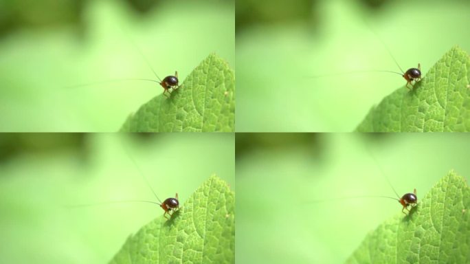 昆虫在绿叶上起飞慢速镜头