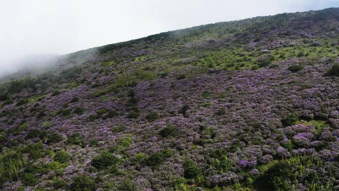 高原杜鹃花海