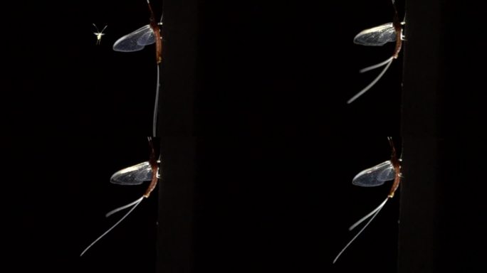 洞穴生物飞动慢镜头