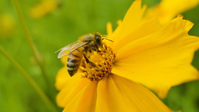 小蜜蜂采蜂蜜