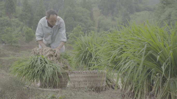 拔好的秧苗装进篮子里丨Slog3