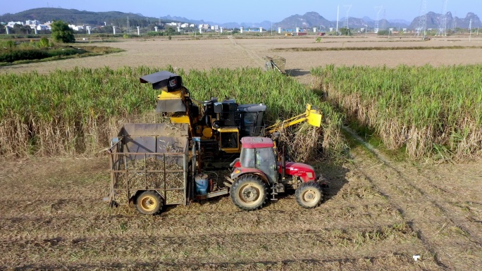 航拍甘蔗之乡广西扶绥甘蔗收割