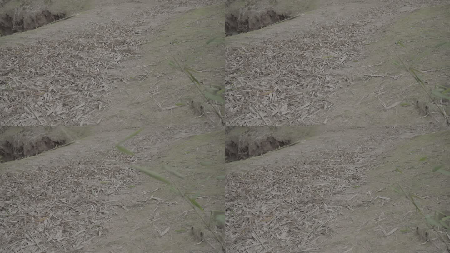 狂风吹地上干枯的竹叶丨Slog3