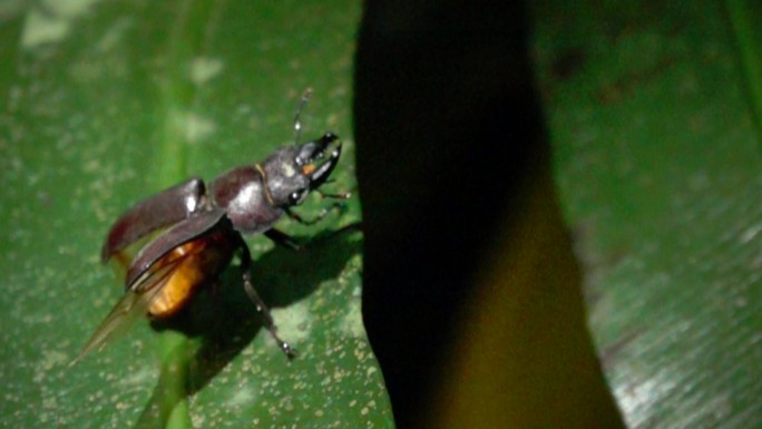 甲壳虫在叶子上慢速镜头