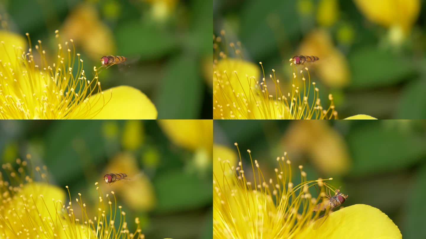 蜜蜂采蜜慢动作