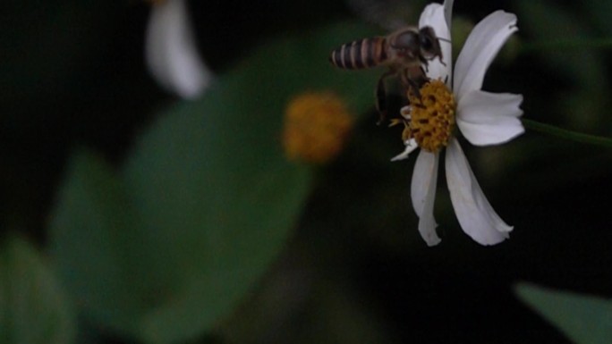 蜜蜂在花丛采蜜慢速镜头