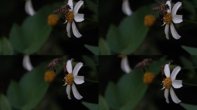 蜜蜂在花丛采蜜慢速镜头