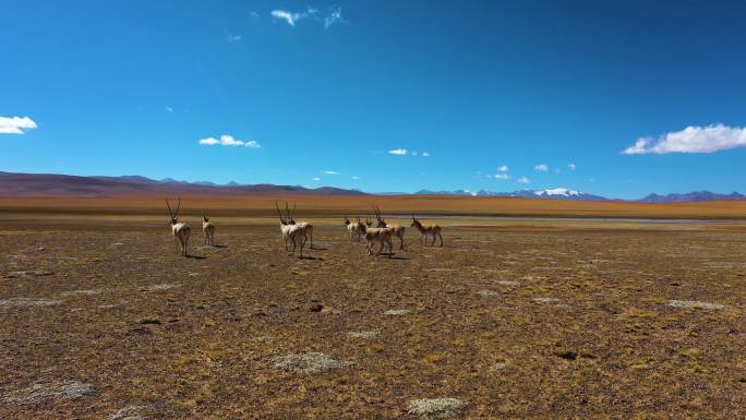 国家一级保护动物 藏原羚 拉萨 动物迁徙