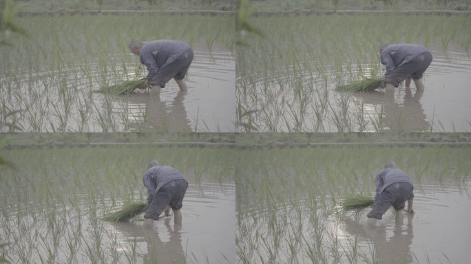 种植水稻水田插秧秧苗移栽丨Slog3