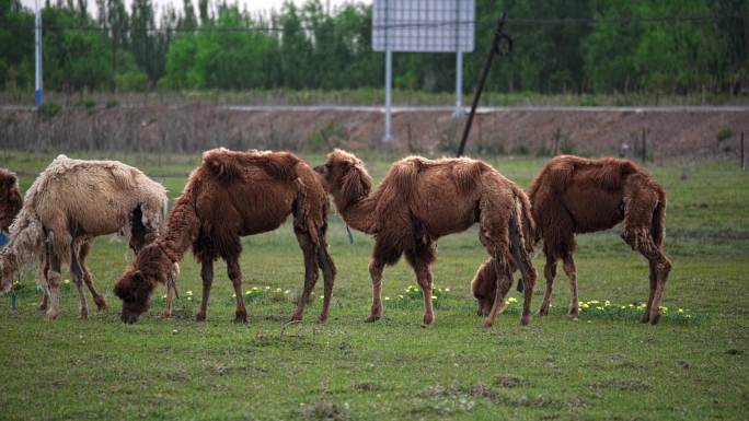 野骆驼