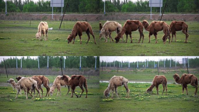 野骆驼