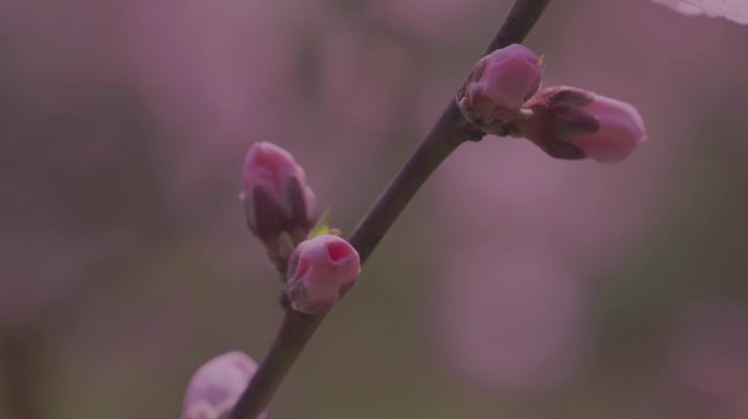 春天桃花林里盛开的桃花W