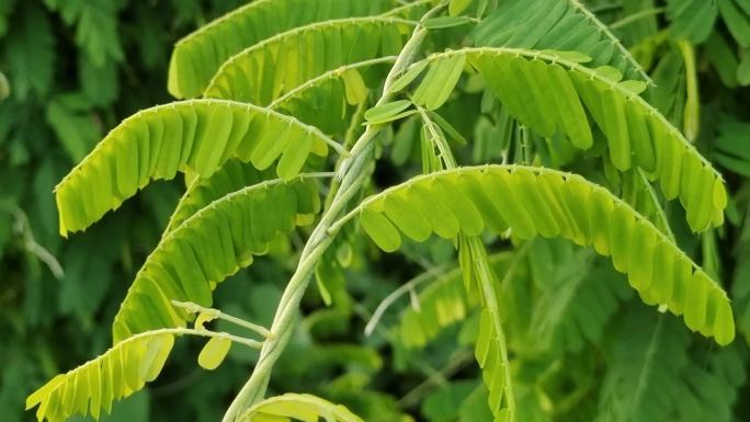 碱青涝豆植物相思子相思花龙鳞草大黄草黄头