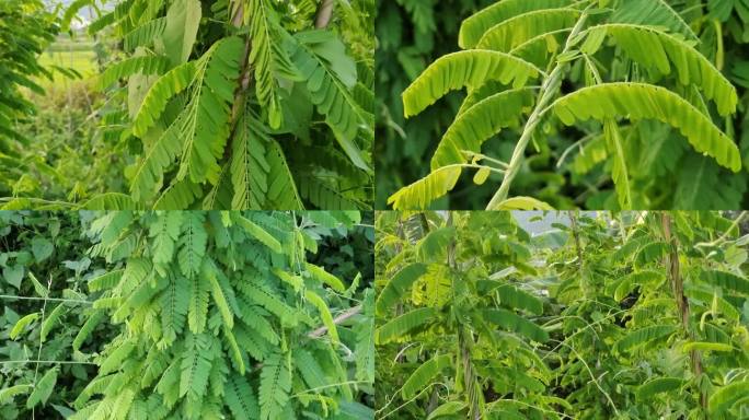 碱青涝豆植物相思子相思花龙鳞草大黄草黄头