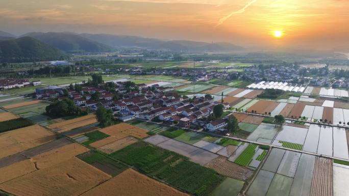 4K稻田麦田夕阳