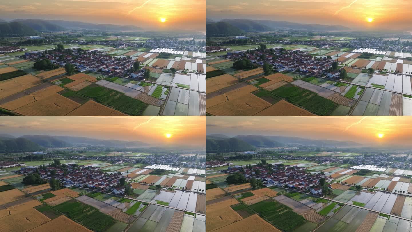 4K稻田麦田夕阳