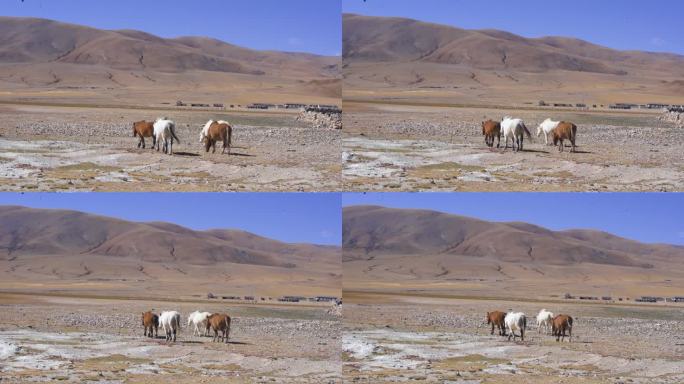 自然 草 马吃草 牛吃草 西藏 藏族