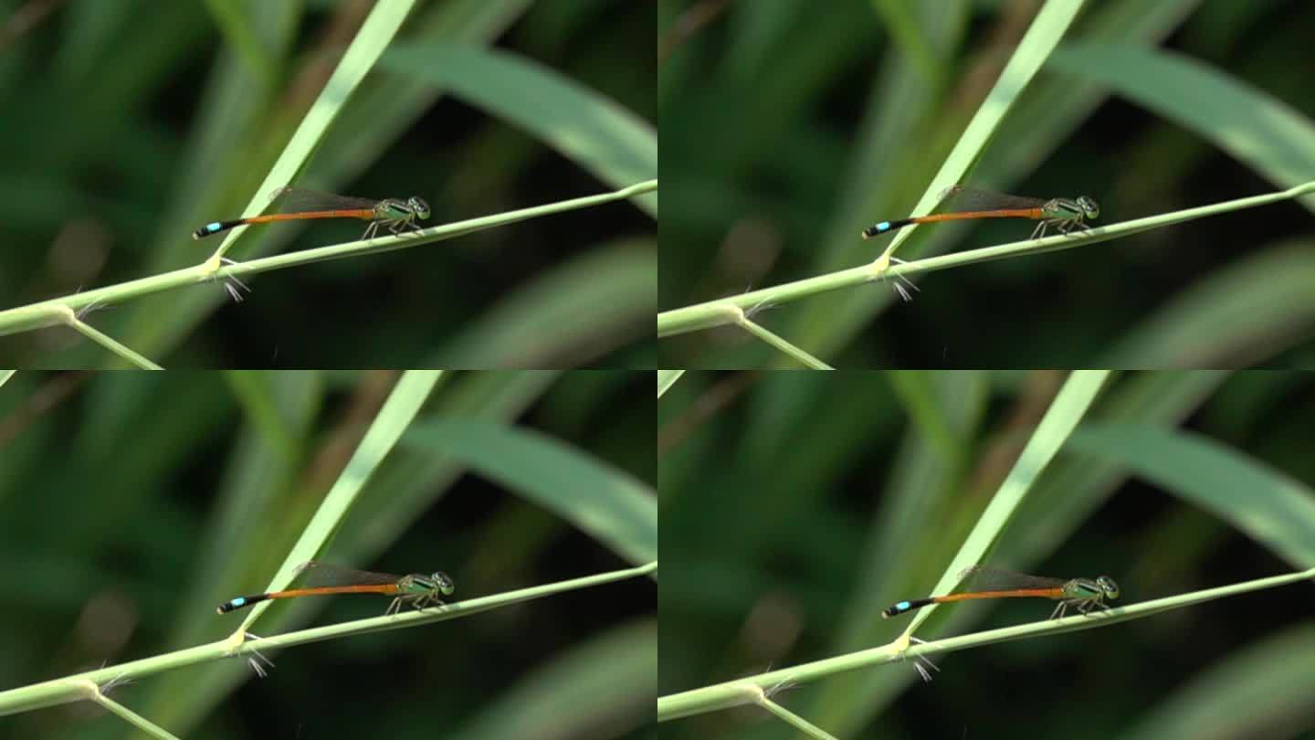 蜻蜓起飞飞翔