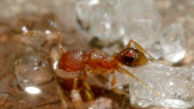 蚂蚁微距摄影蚂蚁喝水搬运冰糖昆虫摄影