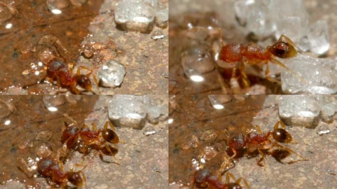 蚂蚁微距摄影蚂蚁喝水搬运冰糖昆虫摄影