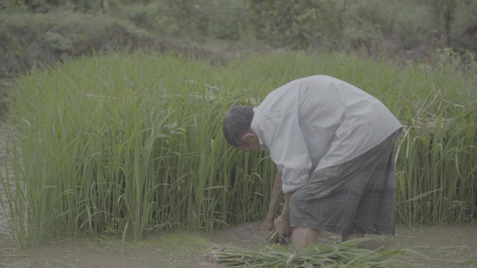 男人在水田拔秧苗丨Slog3