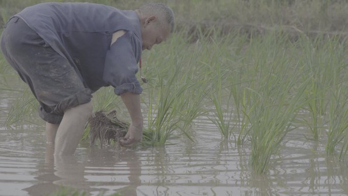 农田农民插秧种植水稻丨Slog3