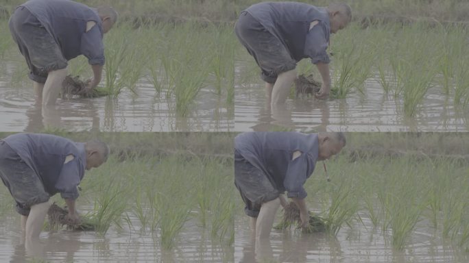 农田农民插秧种植水稻丨Slog3