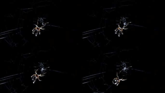 洞穴生物蜘蛛爬动慢镜头