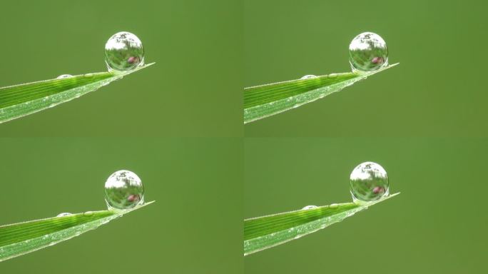 超清微距拍摄露珠 晶莹剔透