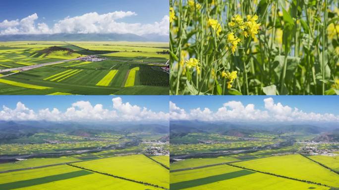 4K门源油菜花