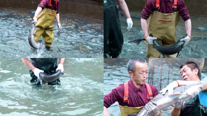 捕鱼水产养鱼渔业冷水养殖中华鲟