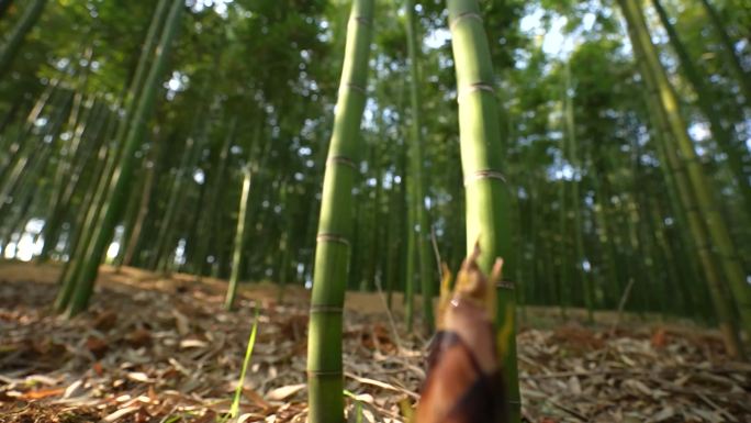 雷笋破土而出