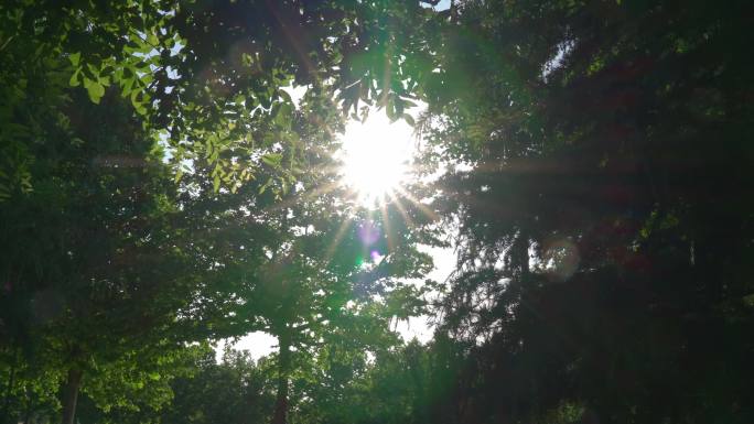 4K60P阳光穿过树叶空镜，镜头炫光