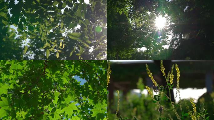 4K60P阳光穿过树叶空镜，镜头炫光