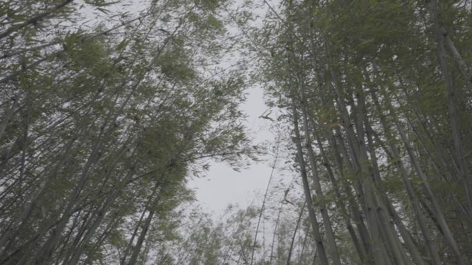 狂风肆掠竹林Slog3