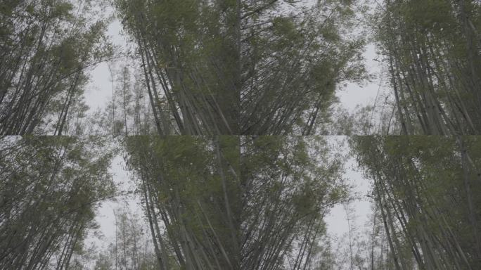 狂风肆掠竹林Slog3