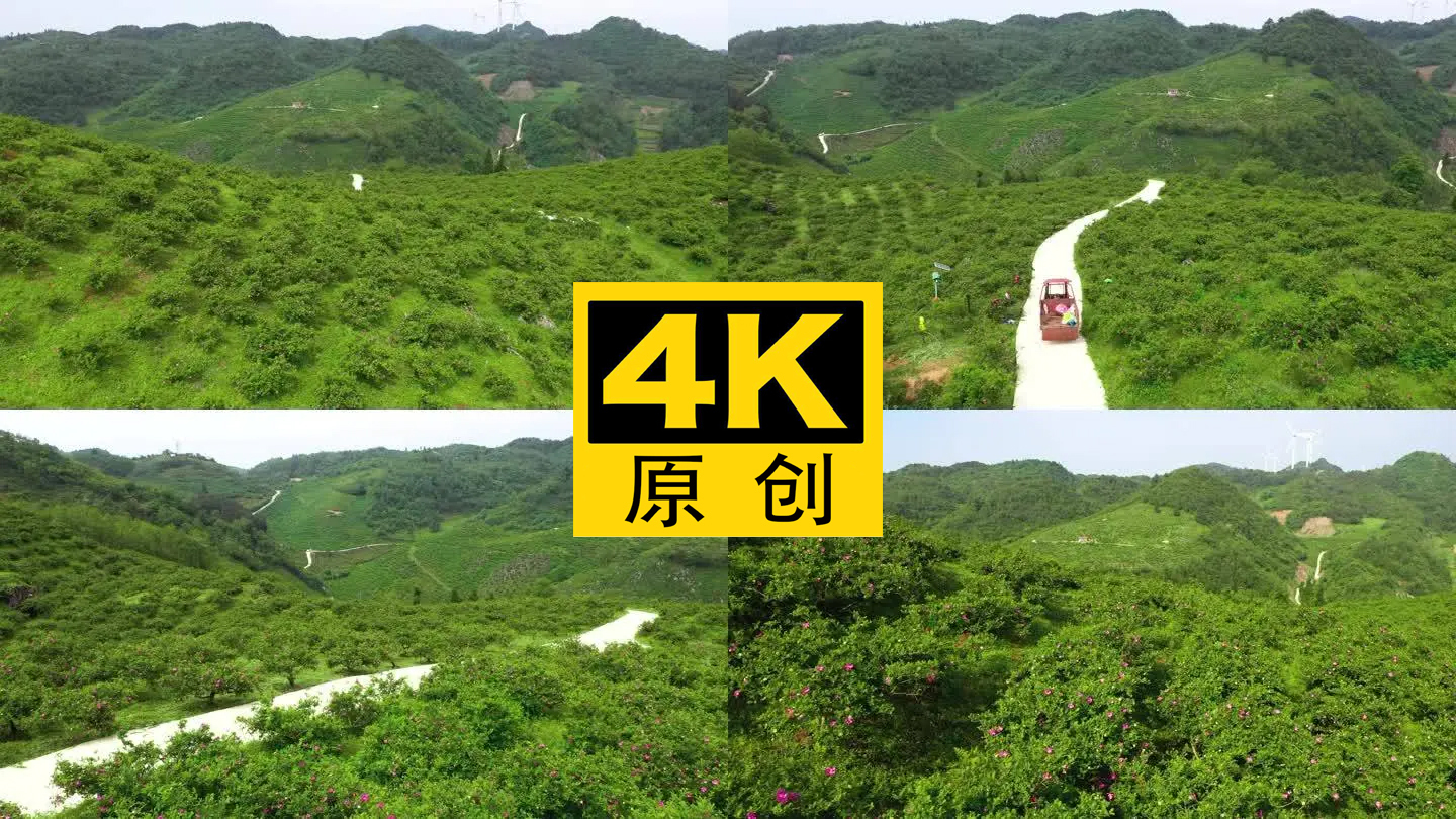 4K 航拍龙里县刺梨沟种植基地5