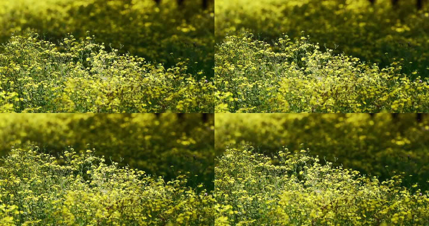 盛开的野菊花夏天自然户外植物黄花花群花丛