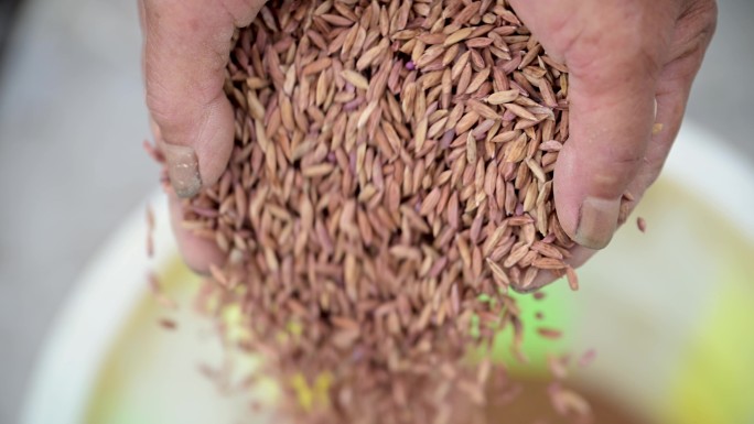 农忙时节播种水稻旱稻人工播种稻谷种子